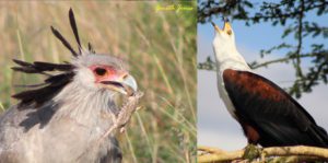 Nairobi's Special Raptors 'Eagles'- Article by Gareth Jones