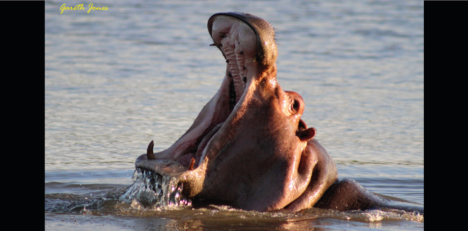 The Nairobi Hippos- Article by Gareth Jones