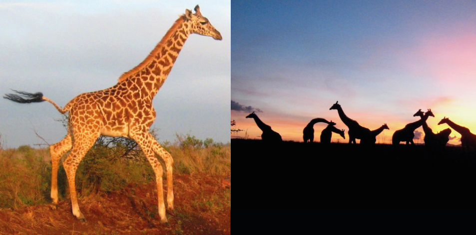 Giraffes Are Amazing! – Article by Gareth Jones
