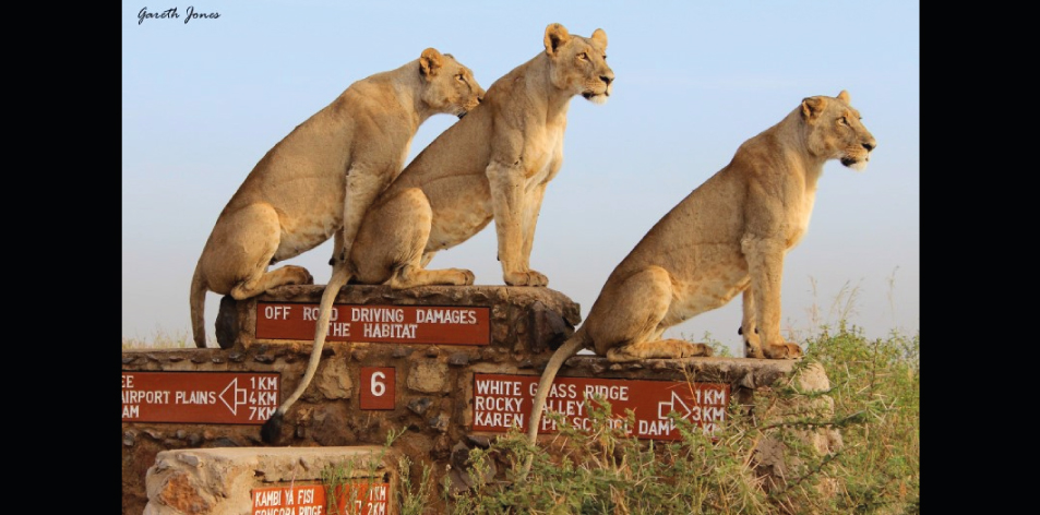 Lions On Signs – Article by Gareth Jones