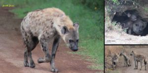 The Laughing Hyenas – Article by Gareth Jones