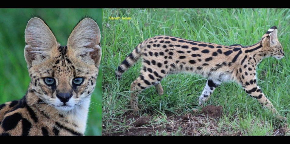 The Nairobi Servals! - Article by Gareth Jones