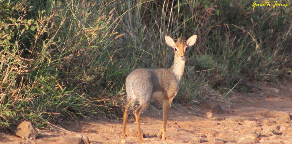 antelope