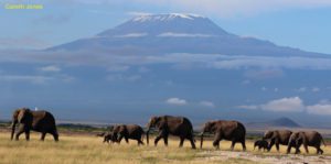 Awesome Amboseli!! - Article by Gareth Jones