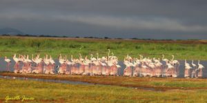 Enjoying Your Family Safari