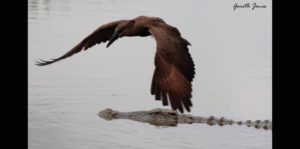 hamerkop bird