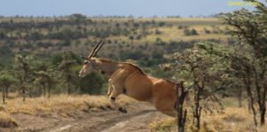 Ol Pejeta Safari