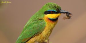 bee-eaters