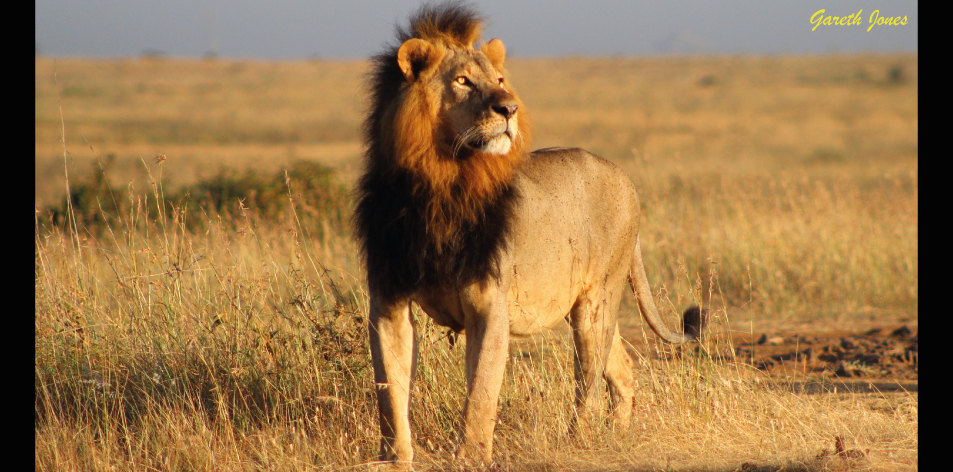 Lions Of Nairobi