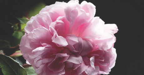 Grasse Rose absolute and Peony Accord
