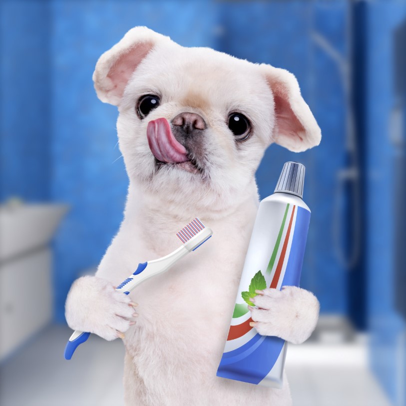 your dog's dental health
