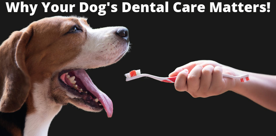 your dog's dental Health