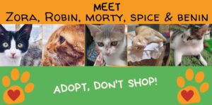 adopt don't shop