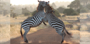 Wild Striped Equines