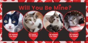 will you be my furmily