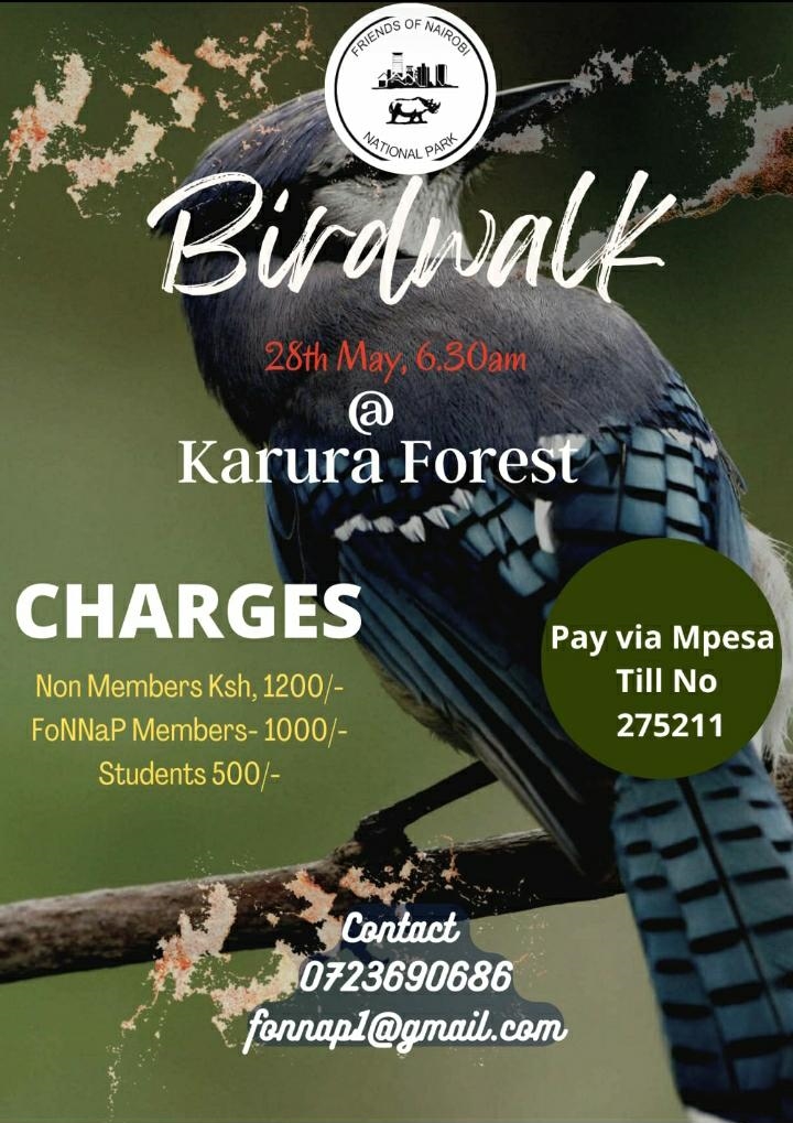 birdwalk at Karura