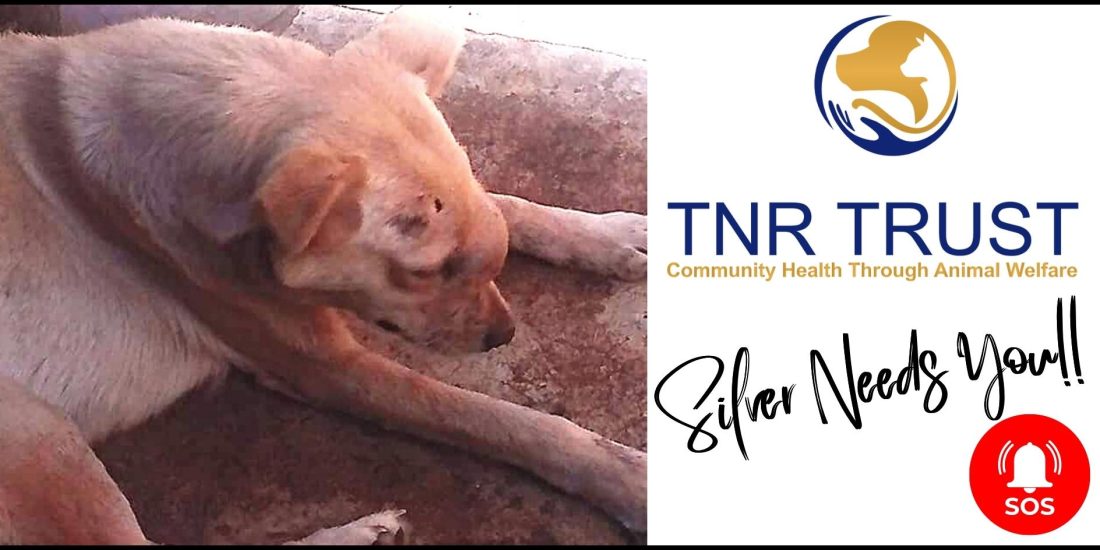 TNR Trust - Please Help Silver!!