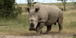 Honouring Sudan: The 5th Anniversary of the Passing of Sudan – the Last Male Northern White Rhino