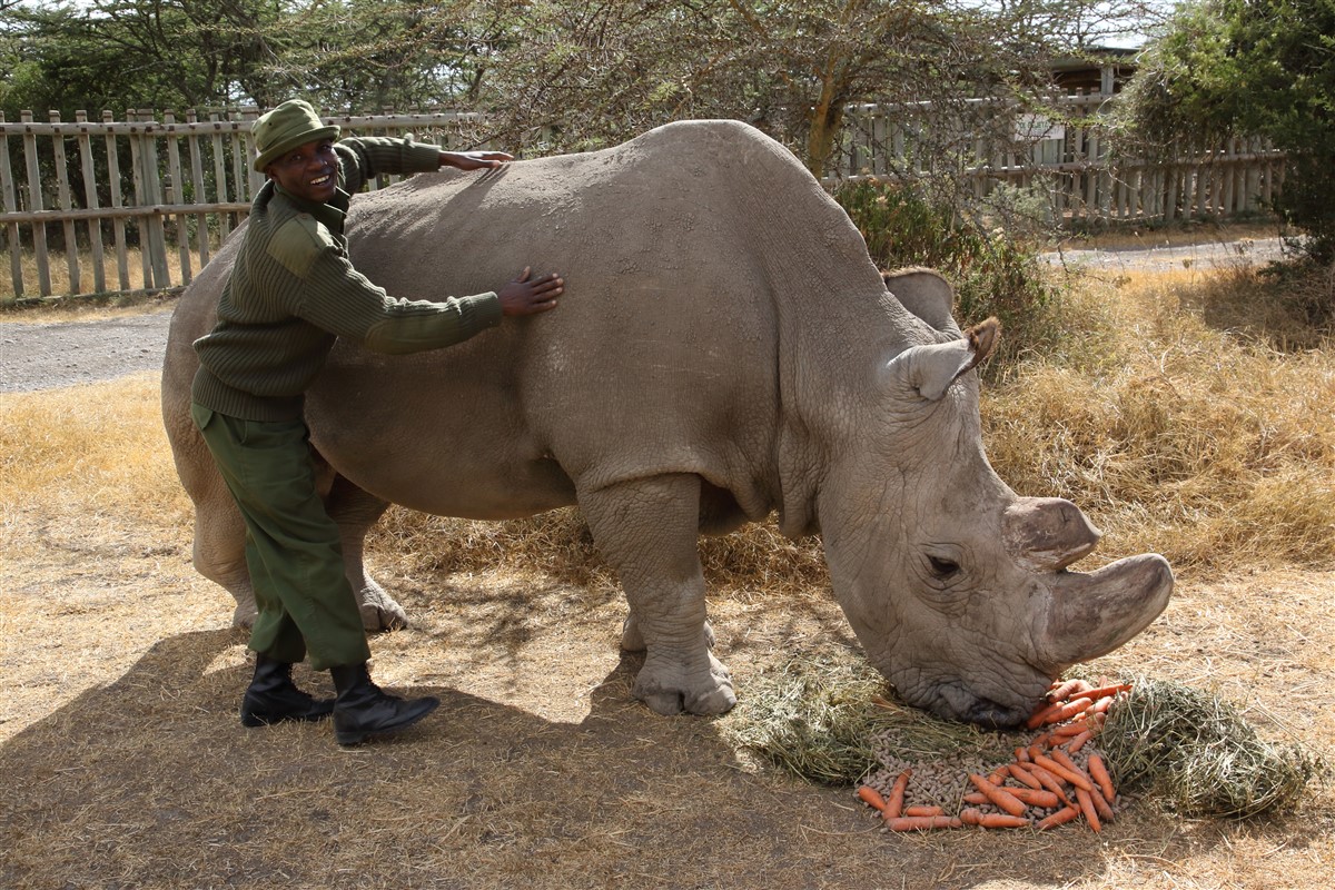 Picture courtesy of Glyn Edmunds. Sudan on Ol Pejeta with one of his care-takers.