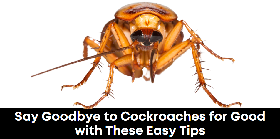 Bye-Bye Cockroaches: How to Get Rid of Those Pesky Pests