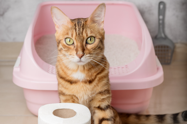 How To Train Your Cat To Use the Litter Box