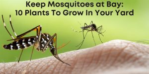 Keep Mosquitoes At Bay: 10 Plants To Grow In Your Yard