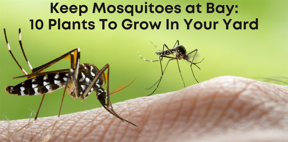 Keep Mosquitoes At Bay: 10 Plants To Grow In Your Yard