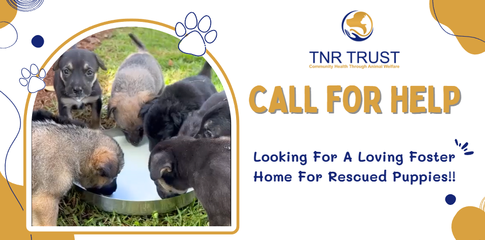 TNR Trust's Call For Help: Looking For A Loving Foster Home For Rescued Puppies