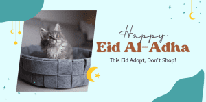 Celebrate Eid al-Adha By Giving A Home To A Feline Friend - H&S Pets Galore