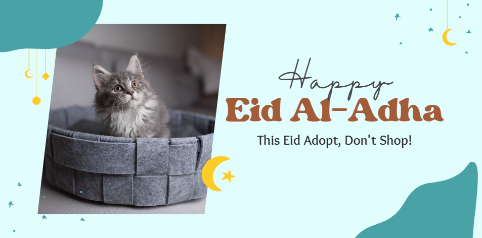 Celebrate Eid al-Adha By Giving A Home To A Feline Friend - H&S Pets Galore