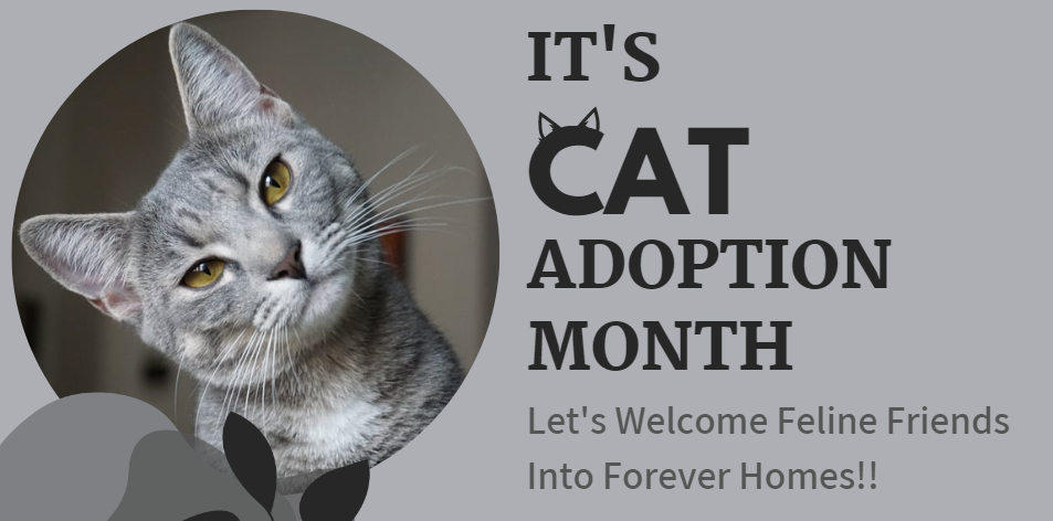 Let's Celebrate Cat Adoption Month - H&S Pets Galore