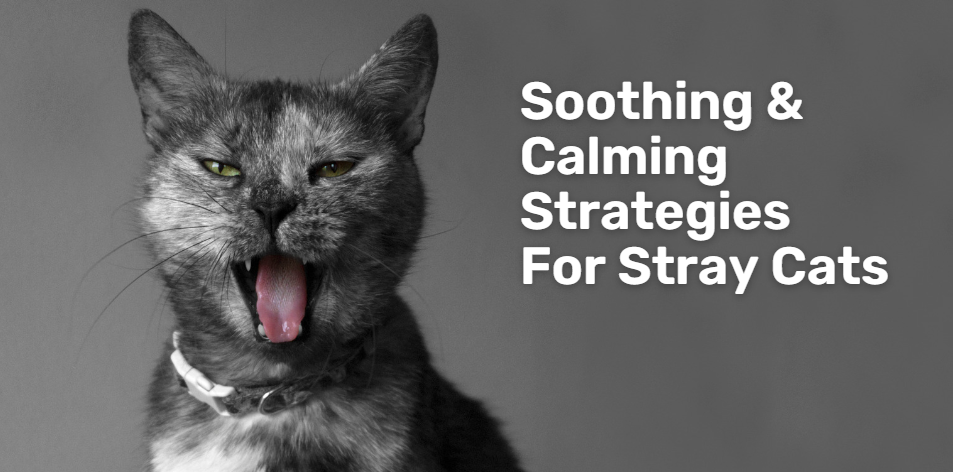 Soothing & Calming Strategies For Stray Cats - H&S Pets Galore