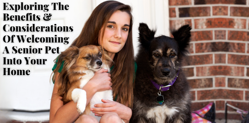 The Pros And Cons Of Adopting A Senior Pet - H&S Pets Galore