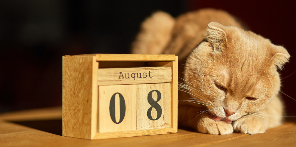 Reflecting On International Cat Day: Honouring Our Feline Companions - H&S Pets Galore