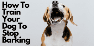 Silence Is Golden: How To Train Your Dog To Stop Barking - H&S Pets Galore