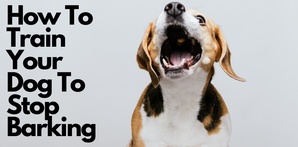 Silence Is Golden: How To Train Your Dog To Stop Barking - H&S Pets Galore