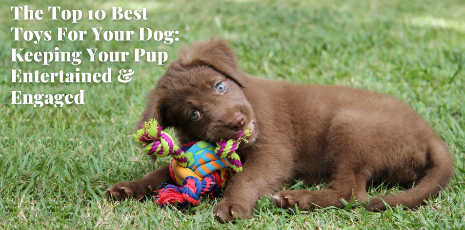 Entertaining Your Furry Friend: The Top 10 Dog Toys For Fun-Filled Playtime - H&S Pets Galore