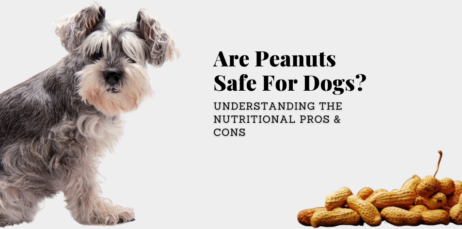 Are Peanuts Safe For Dogs? Understanding The Nutritional Pros & Cons - H&S Pets Galore