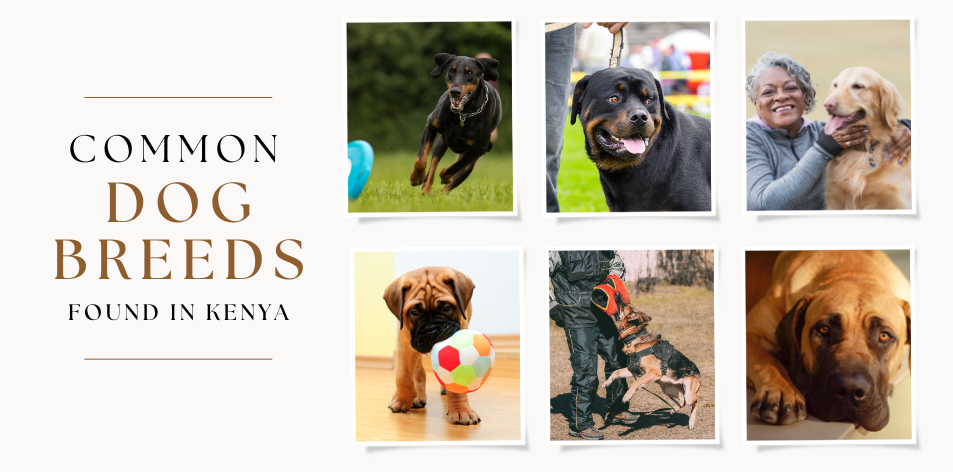 Common Dog Breeds Found In Kenya: From Guardians To Family Companions - H&S Pets Galore