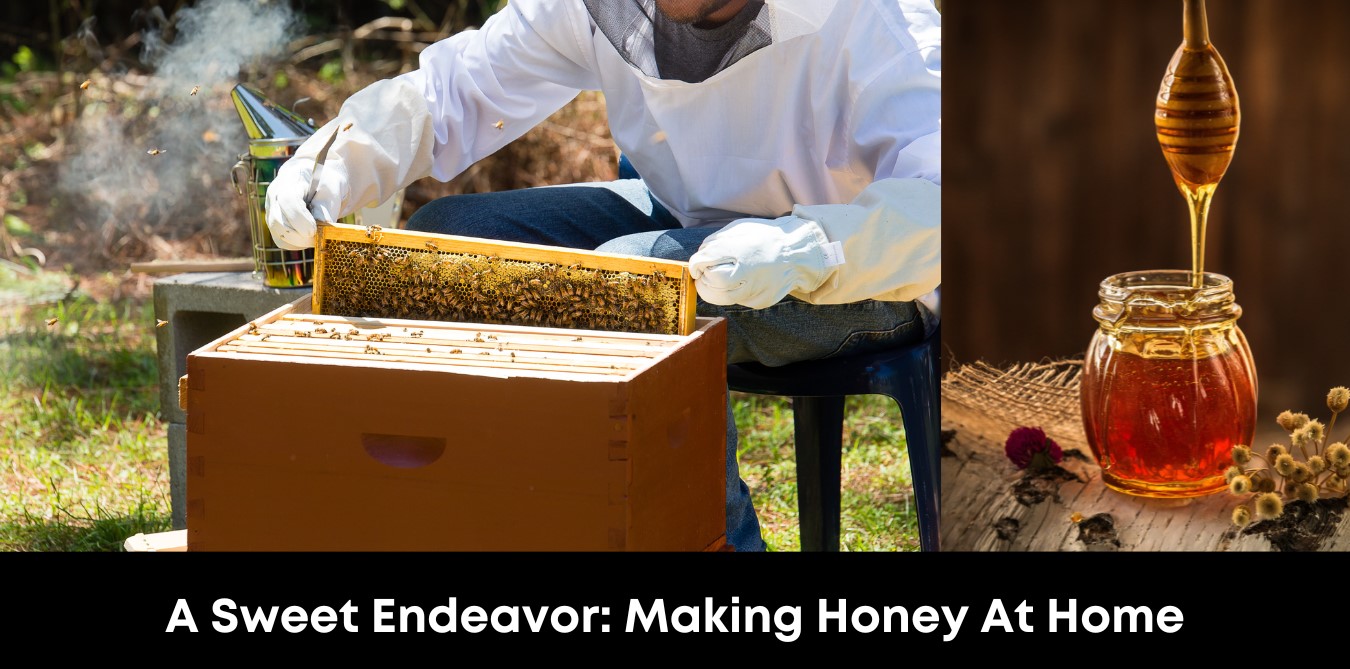 A Sweet Endeavour: Making Honey at Home