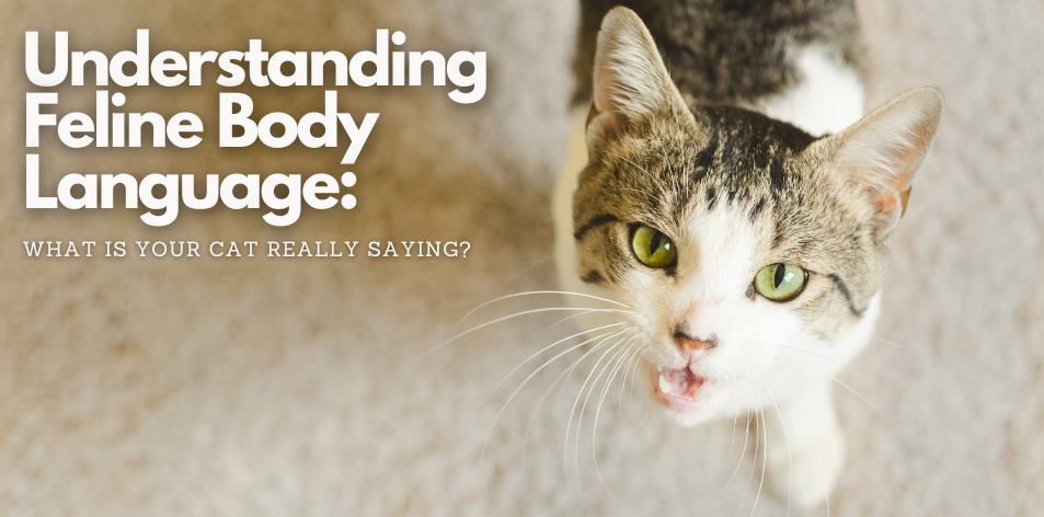 Cat Body Language Decoded - H&S Pets Galore