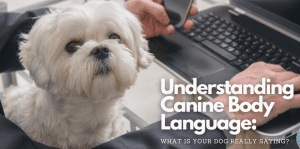 Decoding Dog Body Language - H&S Pets Galore