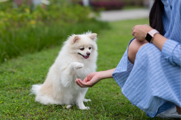 Mastering Positive Reinforcement In Dog Training - H&S Pets Galore