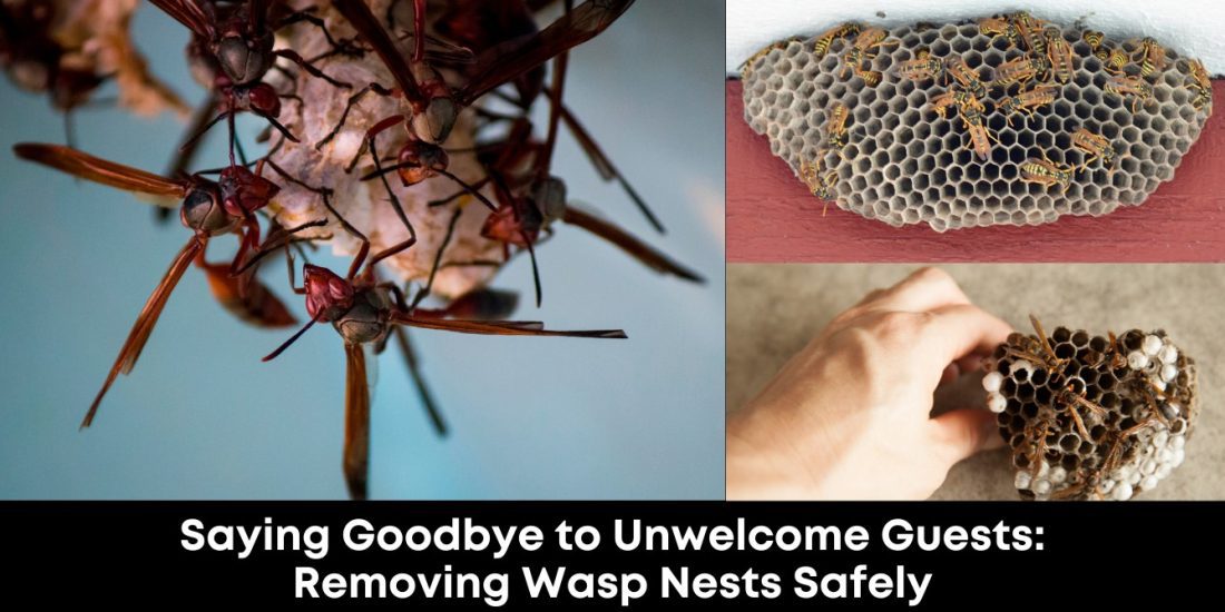 Saying Goodbye to Unwelcome Guests Removing Wasp Nests Safely