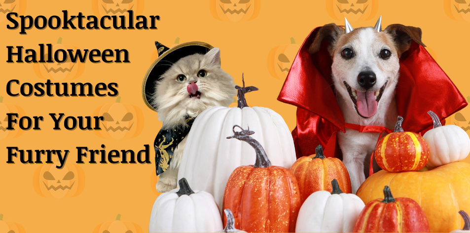 Spooktacular Halloween Costumes For Your Furry Friend - H&S Pets Galore