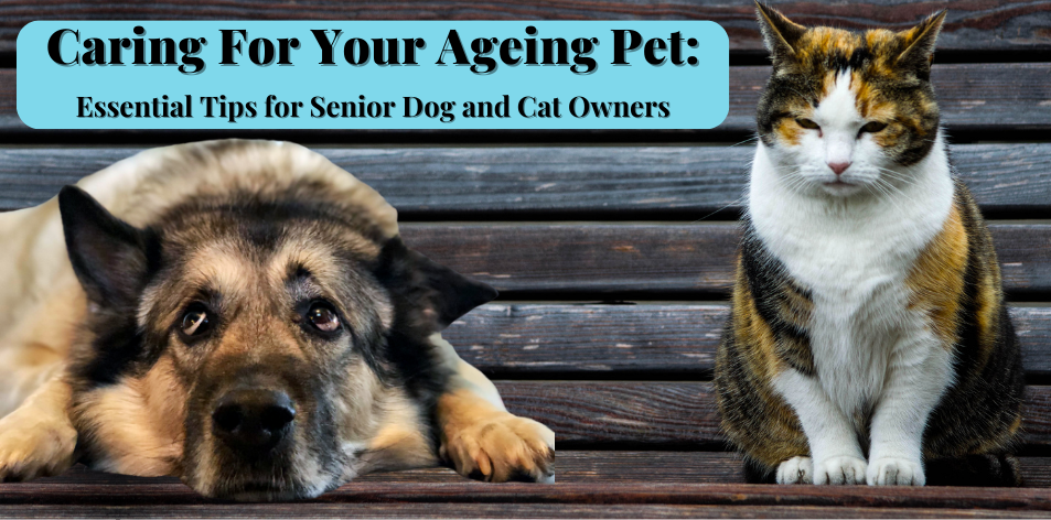 Tips For Caring For Your Senior Dog Or Cat - H&S Pets Galore