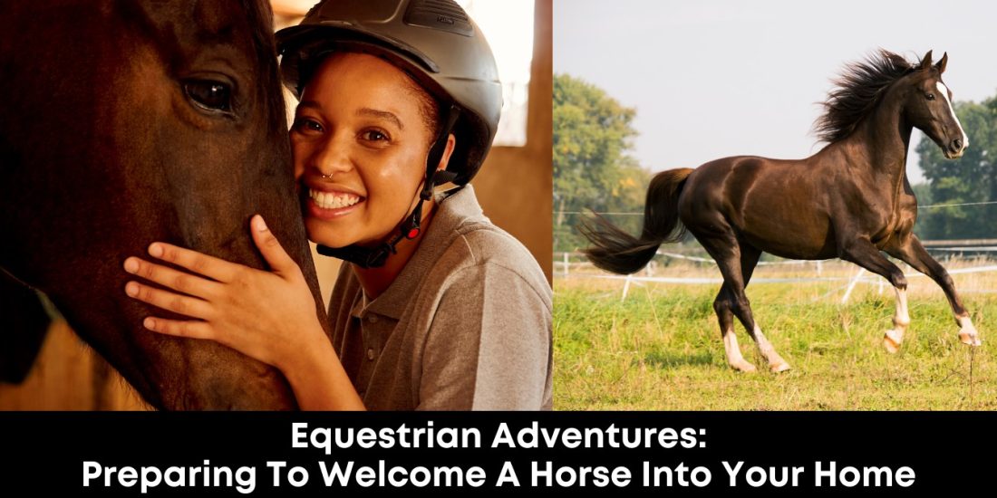 Equestrian Adventures: Preparing to Welcome a Horse into Your Home