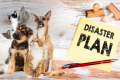 How To Keep Your Pet Safe During Natural Disasters, Including El Niño - H&S Pets Galore