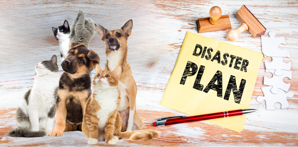 How To Keep Your Pet Safe During Natural Disasters, Including El Niño - H&S Pets Galore