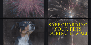 Safeguarding Your Pets During Diwali - H&S Pets Galore